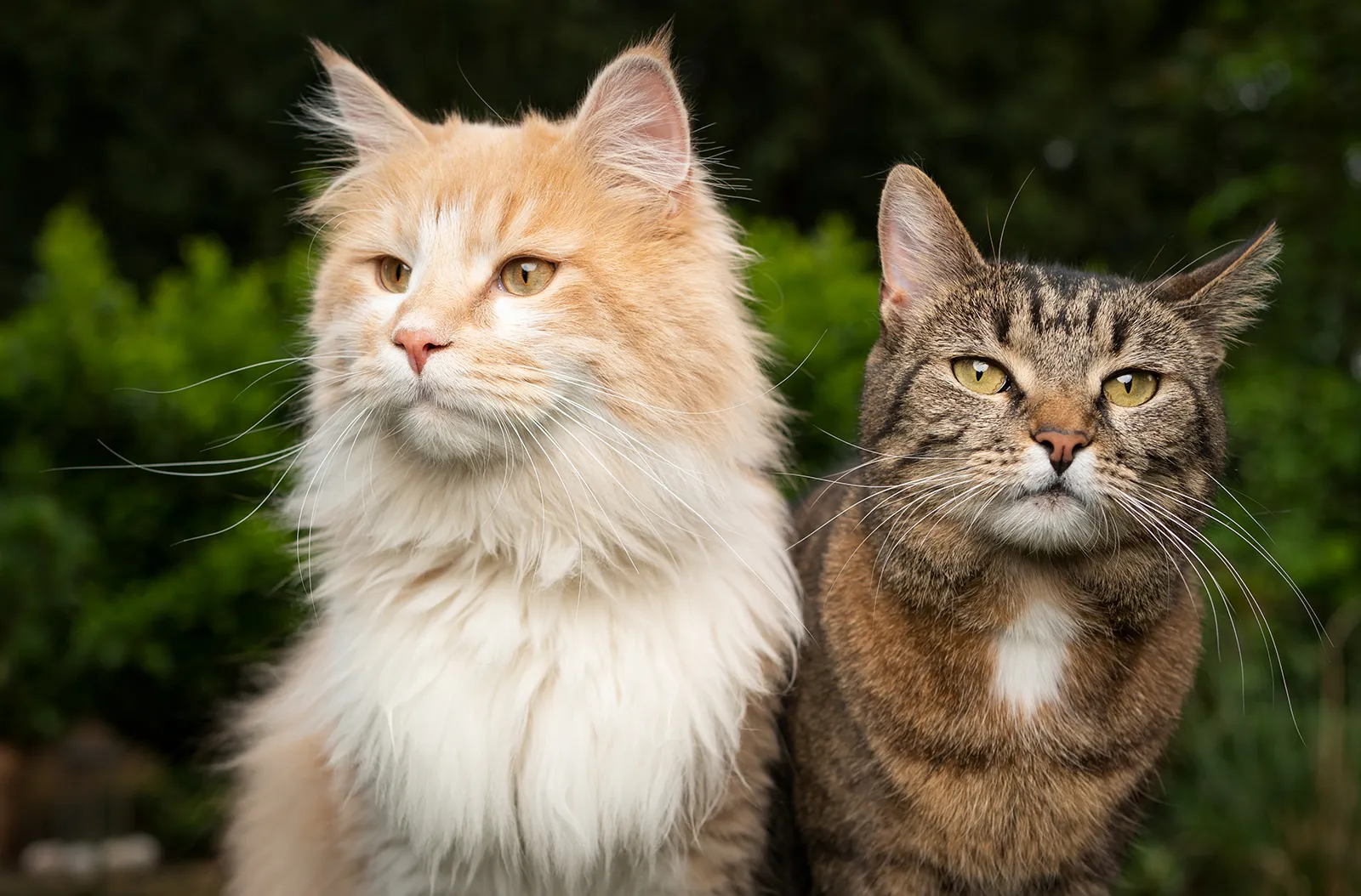 Pet Nutrition